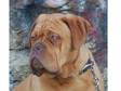 Dogue De Bordeaux Pups (£1, 200). We have three adorable....