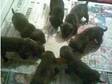 lovely jaffas. lovely jaffa pups 4, girls, , , an 2....