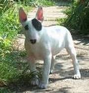 English Bull Terrier (Tayport, Fife)