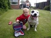 Stocky Staffordshirebull terrier puppies