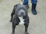 kc 14 month old blue staffy dog for sale