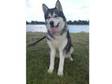 Alaskan malamute for stud. Nanuq (great bear) is a 5....