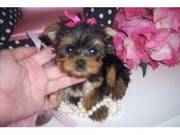 Magnificant Yorkshire Terrier puppies for adoption