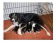 Adorable Border Collie Puppies. Adorable Pedigree Border....