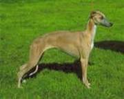 KC Reg Whippet Pups