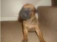 Rhodesian Ridgeback Puppies. Lovely big puppies 6 boys....