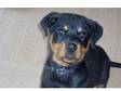 5 month old rotti puppy Friendly £350 ono. Due to....