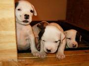 bulldog puppies