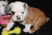 British Bulldog Pups