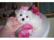 Tea-Cup Maltese Puppies