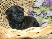 Pug Puppies For Adoption