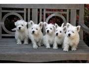 West Highland White Terrier Puppies