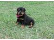 ROTTWEILER PUPPIES Family raised,  family loving loyal....