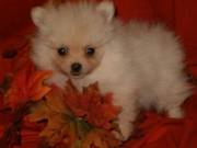 Pomeranian puppies for sale