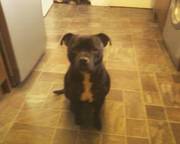 Pedigree Staffordshire Bull Terrier For Sale