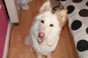 white german shepherd female