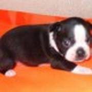 Cute Boston Terrier For Adop