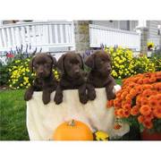 Labrador Retriever XMAS Grandpuppies of Show Champs with MH,  SH