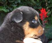 Cutty Rottweiler puppies