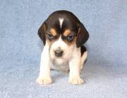 Beagle Puppies For Adoption