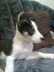 12 week old border collie for sale