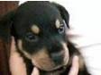 Rottweiller puppies. Adorable 12 week old rottweiller....