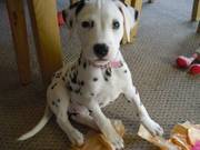 dalmation puppy bitch 14 weeks-kc reg