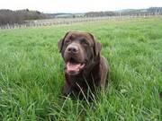 Labrador At Stud