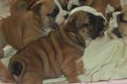 Bulldog Puppies For Sale