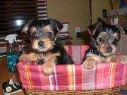 AKC Cute Yorkie Puppies…