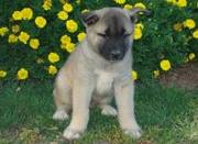 nice Akita Puppies For Sale