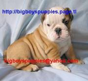 Outstanding English bulldog and Boxer Puppies