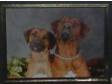 Rhodesian Ridgeback PUPS - *** 2 bitches left *** READY....