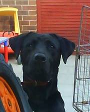 black labrador/rhodesian ridgeback