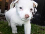 Jack Russell Puppies For Sale