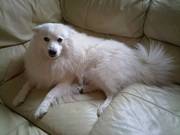 Japanese Spitz For Stud