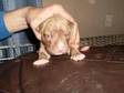 Rednose Pup's, 5 Weeks Old. Rednose Pups 5 Weeks Old....