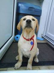 Yellow Retriever (Labrador) Bitch Pup