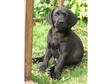 7 Black Labrador Puppies