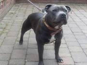 STAFFORDSHIRE BULL TERRIER KC REGISTERED STUD