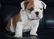 Male and Female Englsih Bulldog Puppies