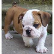 English Bulldog puppies available