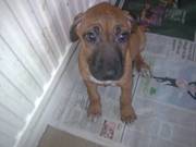 Rhodesian Ridgeback pups for sale