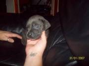 ** cane corso bitch pup for sale **