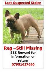 ***Stolen French Bulldogs***