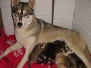 siberian husky pups for sale