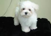 Cute Maltese Puppies For Sale