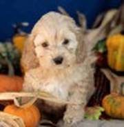 adorable little Cockapoo puppies for sale