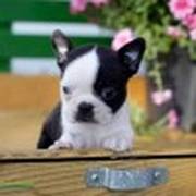 cute boston terrier puppies for sale