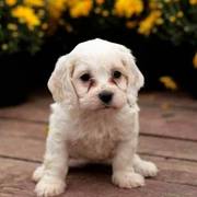 purebred Cocker Spaniel puppies for sale